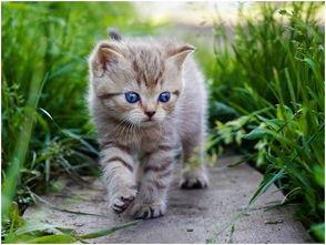 娱乐吃瓜酱猫咪头套,揭秘“吃瓜酱”猫咪的趣味生活